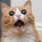 catguy360's profile picture. i like cats, as you should know