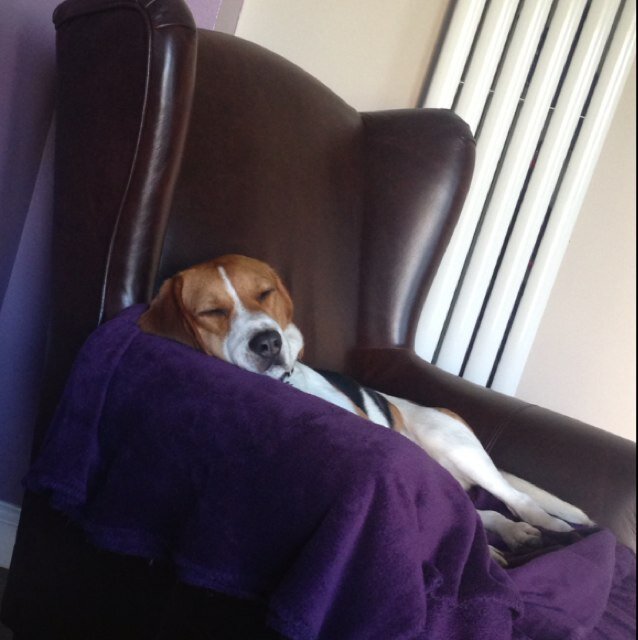 DarwinBeagle_'s profile picture. Im a beagle, 15 months old, love food, walks, toys and cuddles, woof