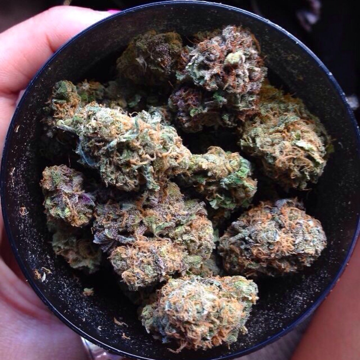 Daily_reefer's profile picture. Dankest shit around ( follow back )