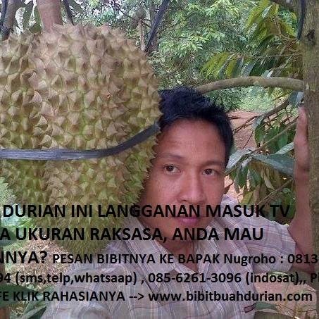 jual bibit durian langka, bibit durian montong, bibit durian musang king, bibit durian pelangi, ada bibit durian lainnya, bibit kelengkeng super langsung buah
