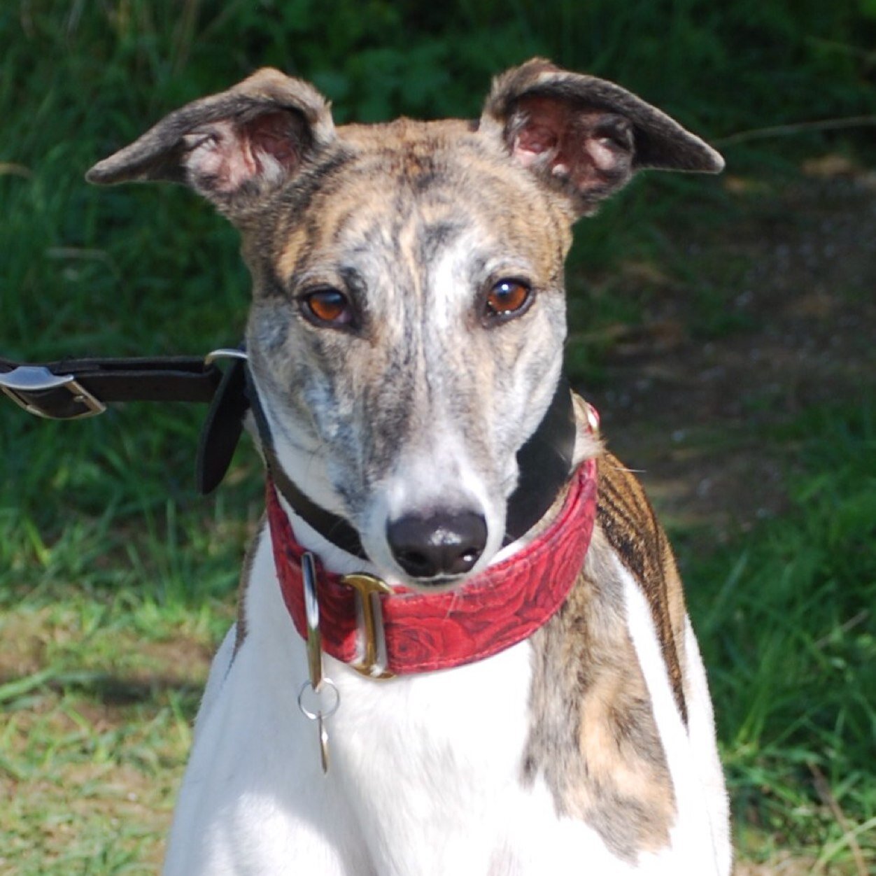 Clarks Farm Greyhound Rescue a registered charity and Maldon & Tiptree branch of the Retired Greyhound Trust. 'Like' us at http://t.co/P91jUWbyim