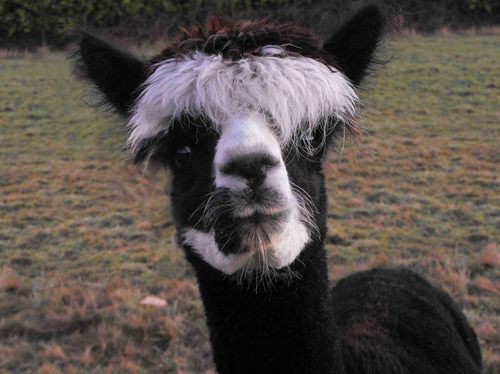 World's best looking alpaca