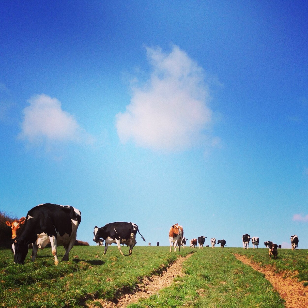 BartonFarmDairy's profile picture. We are an Organic Dairy Farm in set in the rolling hills of North Devon. Barton farm Dairy is producing Raw artisan organic Cheese, Milk and Cream.