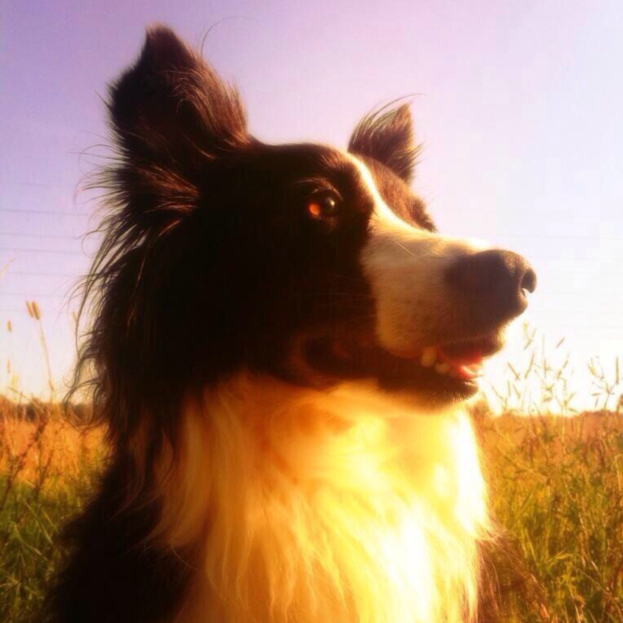 Hi,I'm a Border Collie.I live with Mum and Dad. I always want somthing. I sleep on the bed.drink from the toilet.move things.chase things.chew things.dog things