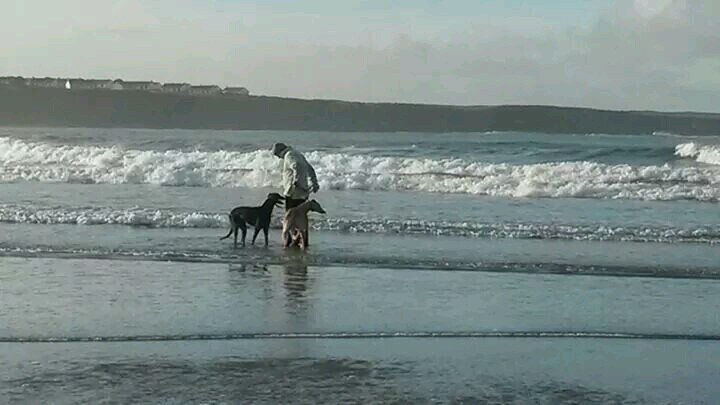 Ber Assessor, when my time isn't spent training greyhounds and involved in football.