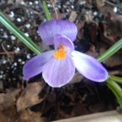 colleenmixedbag's profile picture. Work in healthcare. Love to spend time with our horse , walk my dog, bake and read. Married with two grown sons.