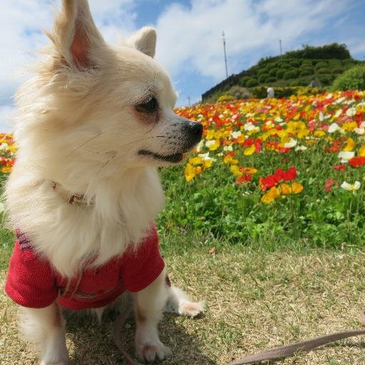 tarutoria6's profile picture. 犬好きの関西人☆いろいろとつぶやけたらいいな♪ももちゃん今日もかわいすぎやろヽ('ー'#)/  http://t.co/GSUsz5wThu