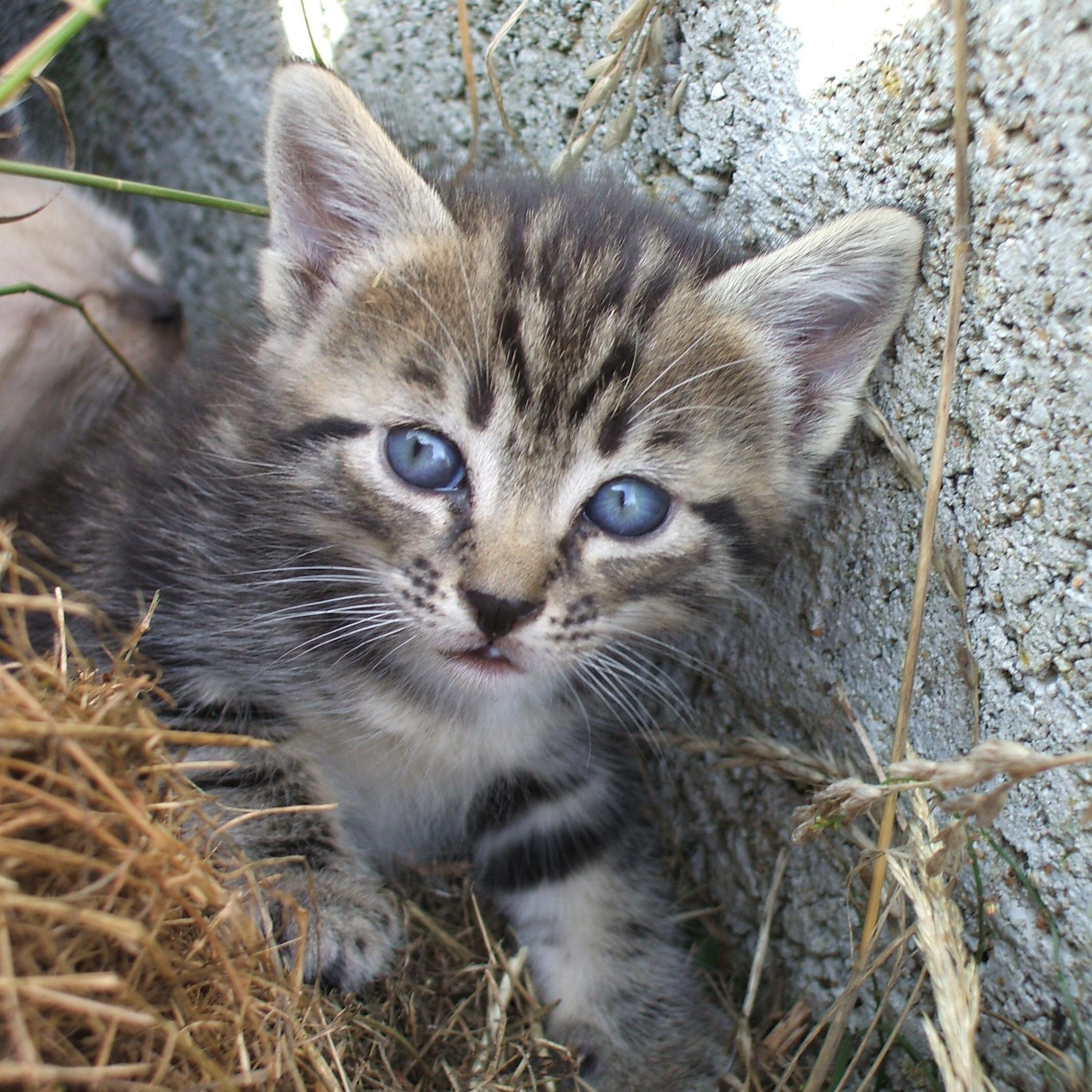Animaux, nature, langues étrangères, histoire, voyages