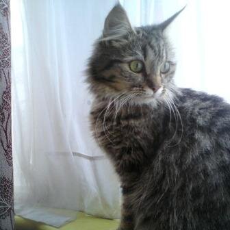 Pet-minding, house-minding Kiwi based in London. 07736152648