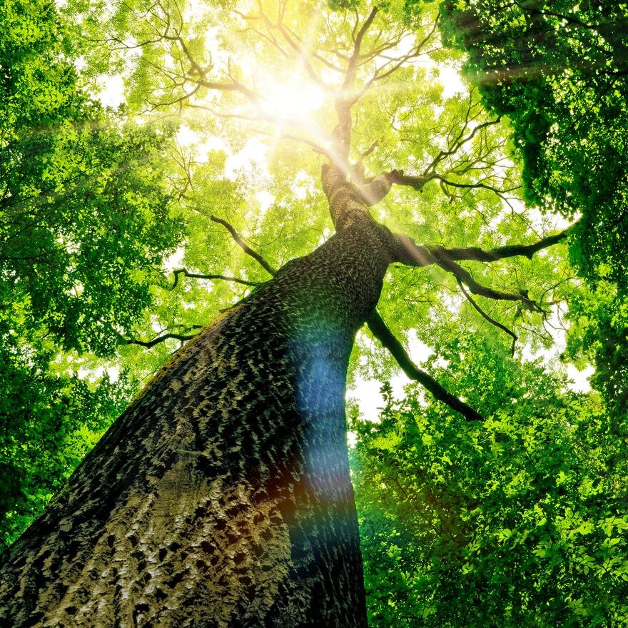 Be_Green_Today's profile picture. 