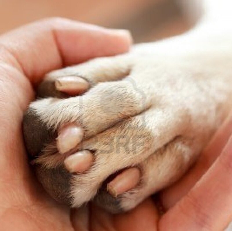 Dr. Lynn Henderson has a passion for in-home veterinary care for all pets, especially geriatric and end-of-life cases.