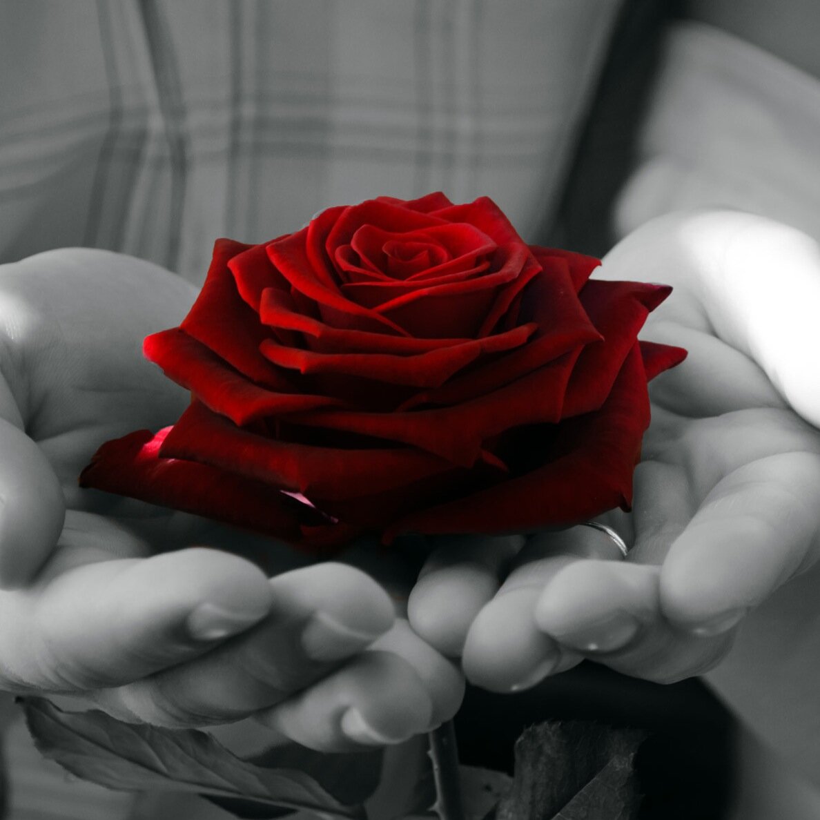 ZhuoLiNi's profile picture. Just a normal human being trying to learn about life