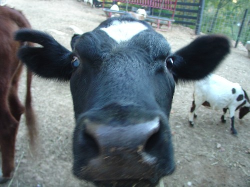 FarmGalTN's profile picture. 