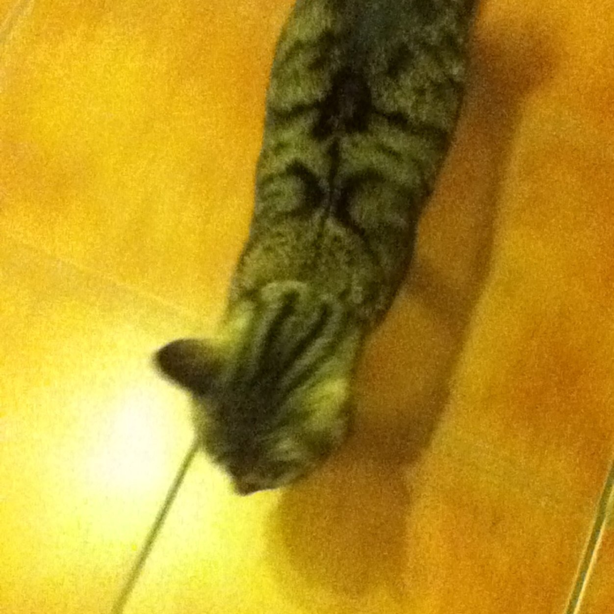 BrearleyEthan's profile picture. 