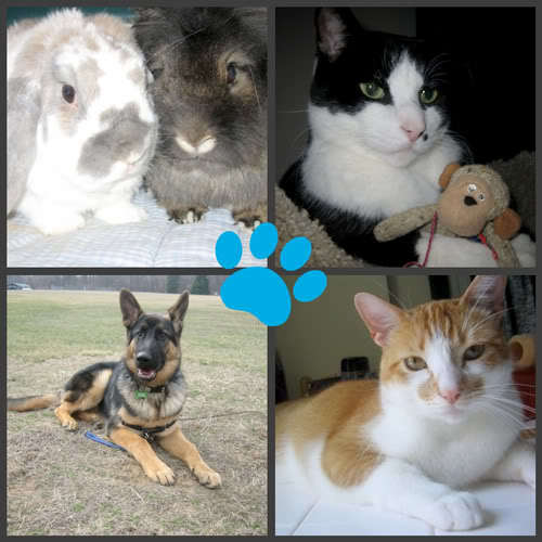 pawstoupdate's profile picture. Dog sitting and walking in Littleton, CO. Animal information and cute pictures the rest of the time!