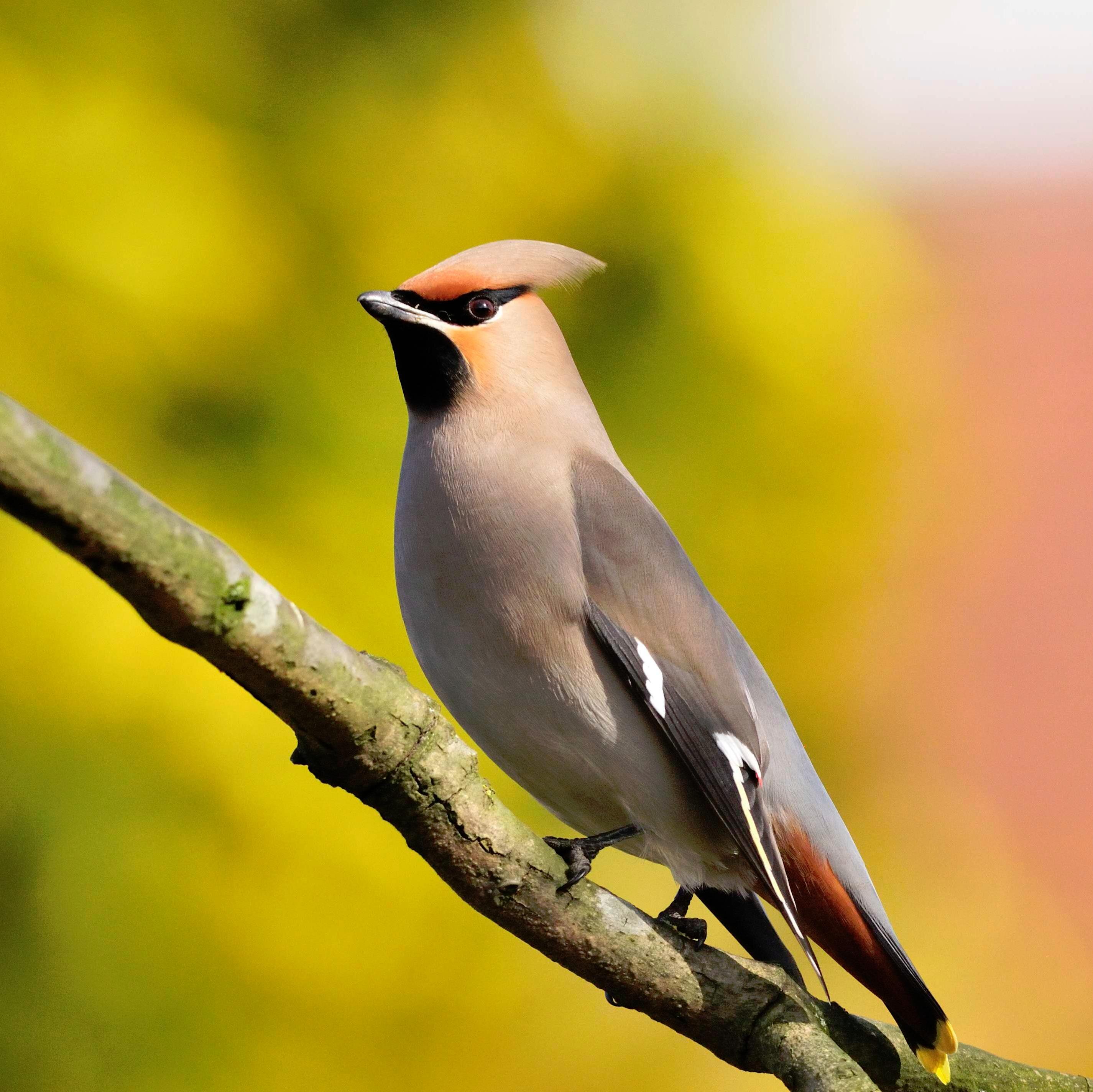 Waxwing2014 Profile Picture