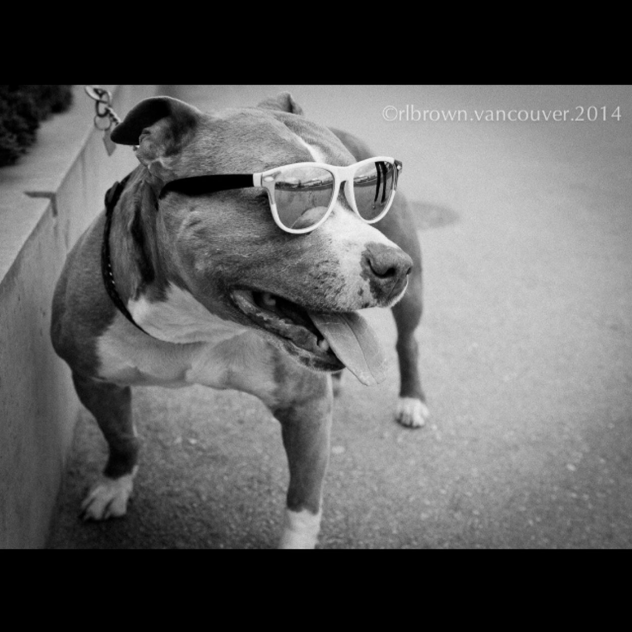 cainothadawg's profile picture. Thirteen year old Bluenose Brindle Pitbull from Georgia kennles. Mom is @MistyWind1 and im happiest wearing my sunglasses....sometimes even at night.