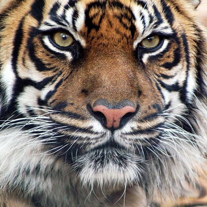 SRT_Fan_rahul's profile picture. logic needs an illogical ecosystem to sprout 🧐