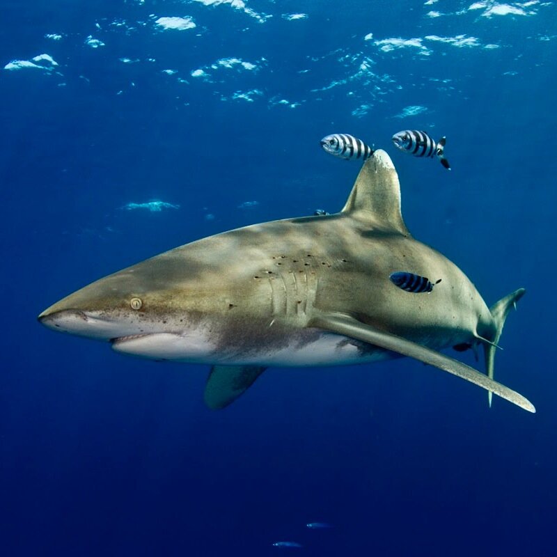 Shark Diving operation specializing in expeditions with Oceanic Whitetip Sharks, Tiger Sharks and Great Hammerheads. We offer personal and up-close encounters!