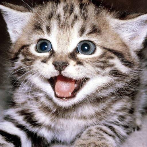 MyOllyMFC's profile picture. i'm like a dark chocolate: sweet, soft but little bitter) i love books, cinema, internet.