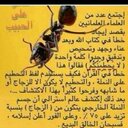 حامد باعمر (@0964Com) Twitter