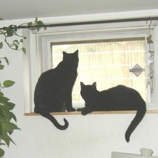 DonnaP00h's profile picture. 🐱🌻🌞☮️♌️🐾