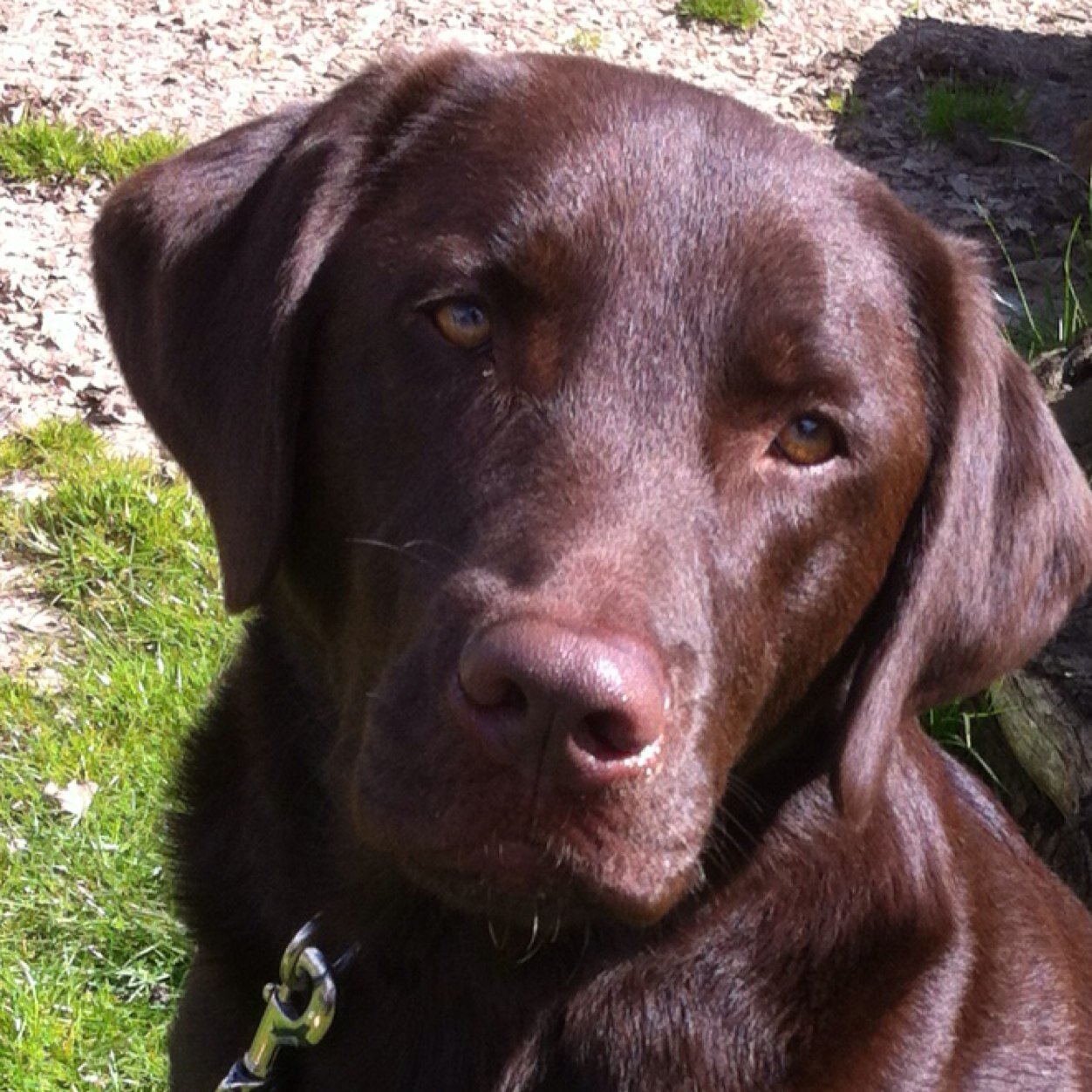 Chocolate lab born  in may 2012, I love eating anything and playing with everyone and anything.