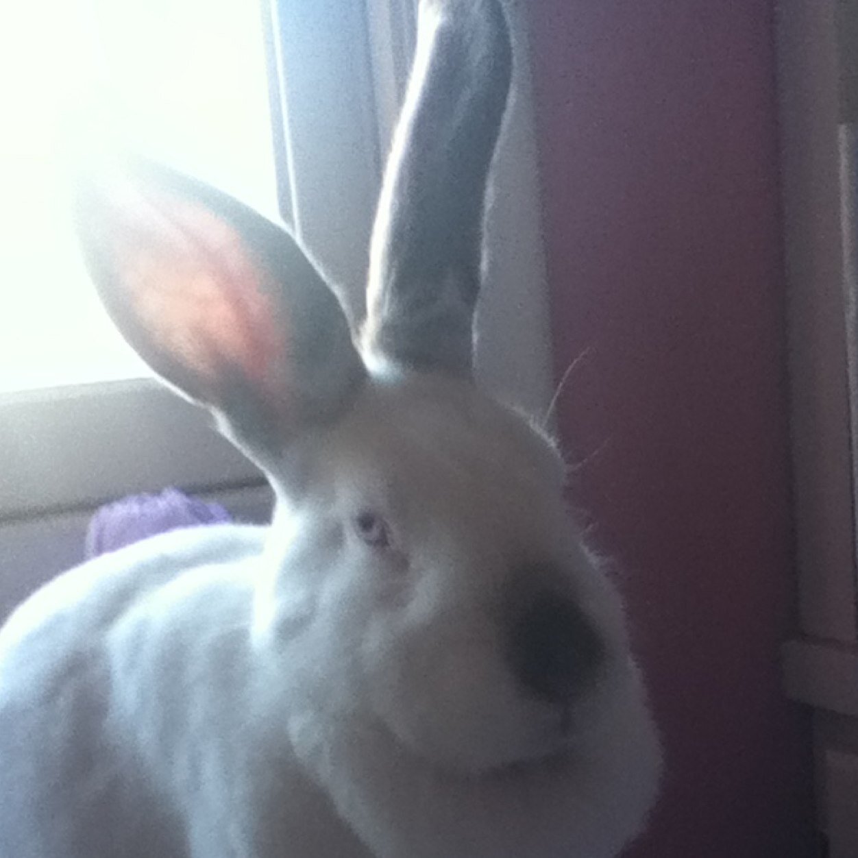 LadyofGaladriel's profile picture. Im a rabbit with sarcasm and sass... Deal with it... If i was human my name would be tyrone, so yeah...