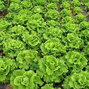 organicosmx's profile picture. 