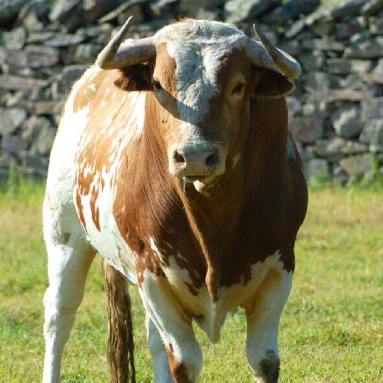 Matrón y antropólogo. Más de toros que de toreros.