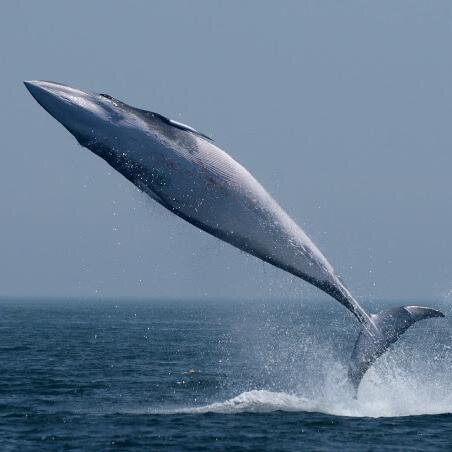 QuoddyLink's profile picture. Whales and Wildlife - Catamaran Style 
www,http://t.co/TWFQLb8g2m