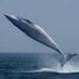 Quoddy Link Marine (@quoddylink) Twitter profile photo Quoddy Link Marine (@quoddylink) Twitter profile photo