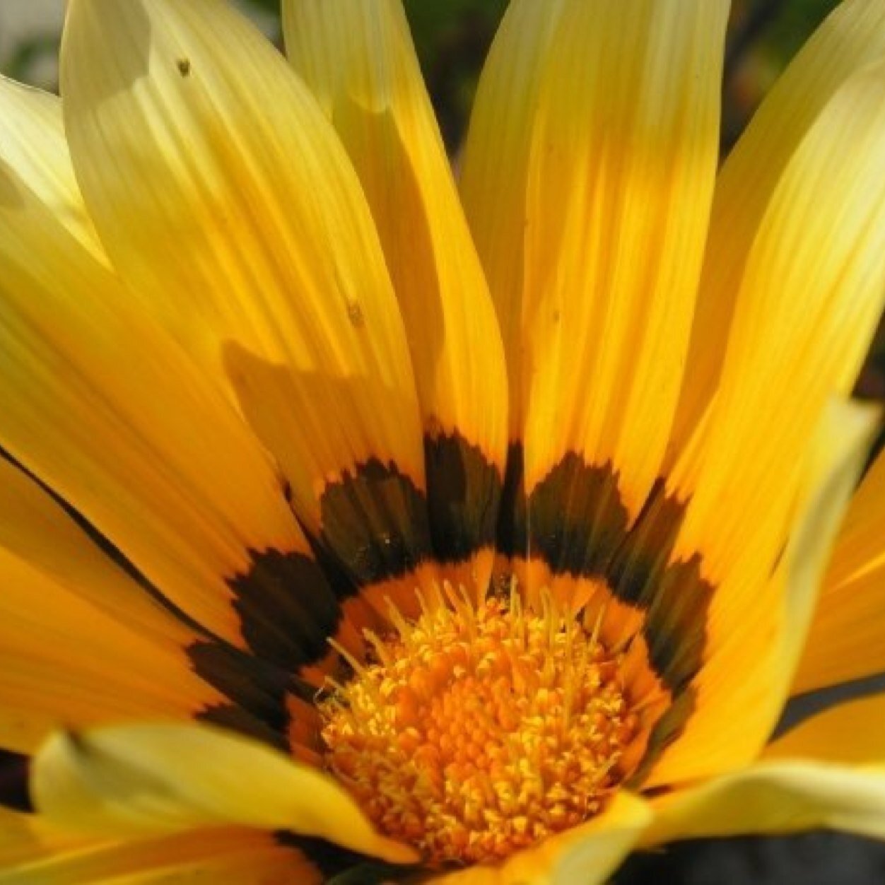 tammylynneb's profile picture. 