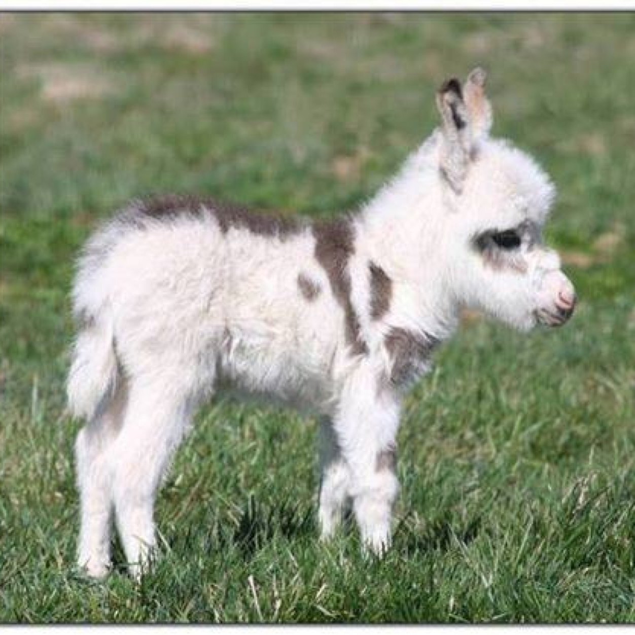 BadAssBuckJones's profile picture. 