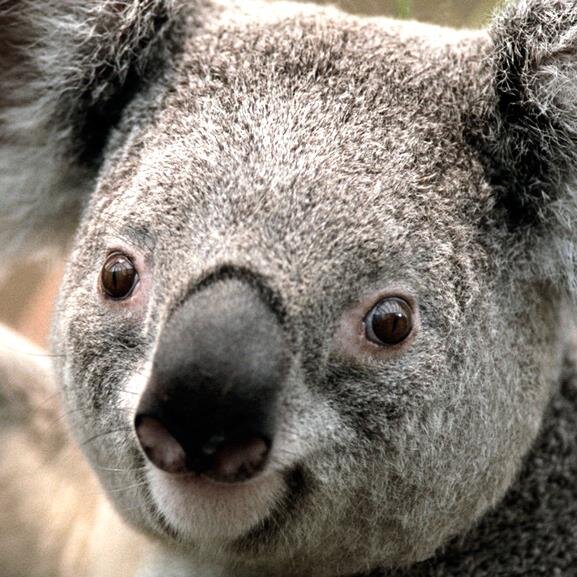 bellamycorentin's profile picture. Hey les filles je m’appelle Corentin Beltrami