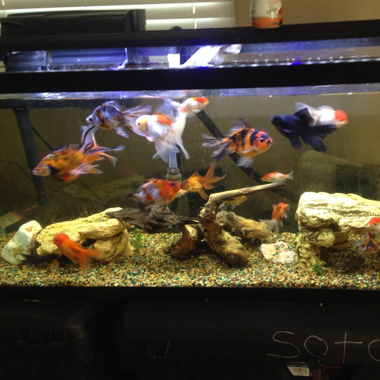 BL00D1941's profile picture. 