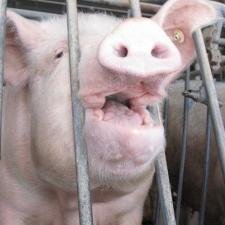 This is not an official Walmart account. This is a page about exposing Walmart's cruelty to pigs.