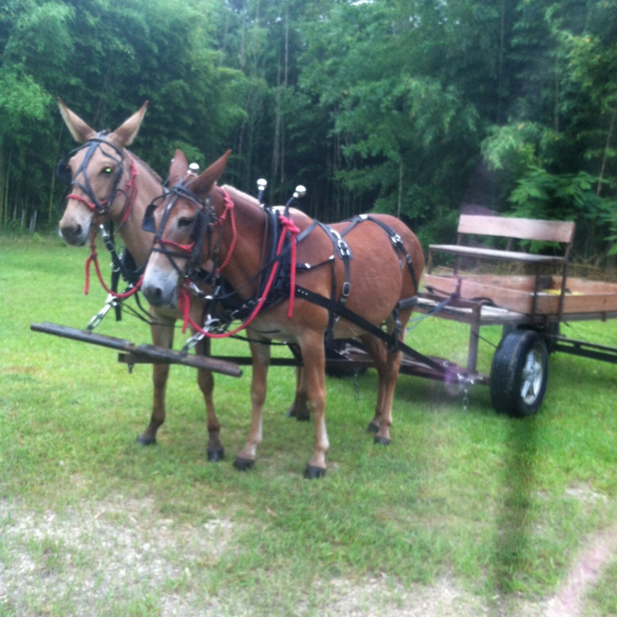 Wesleybryant151's profile picture. I'm a country plow boy not an urban cowboy. Mississippi 14, I break mules to ride and pull wagons