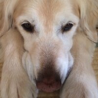 take_gunner (@asce_t) 's Twitter Profile
