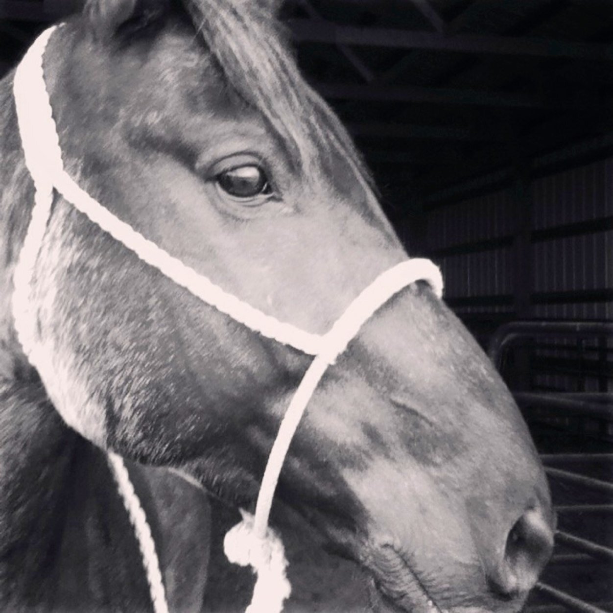 Peyton is my name team roping is my game!!!