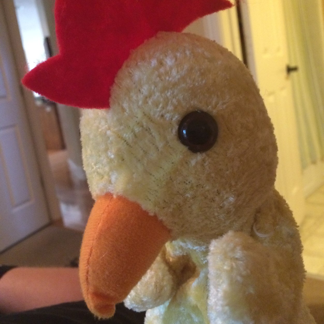 Just a little chicken trying to make it in a big world