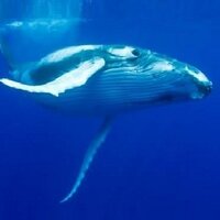 Woppaburra (@woppaburra) 's Twitter Profile
