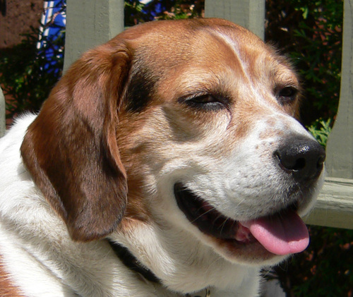 I am a beagle newshound.