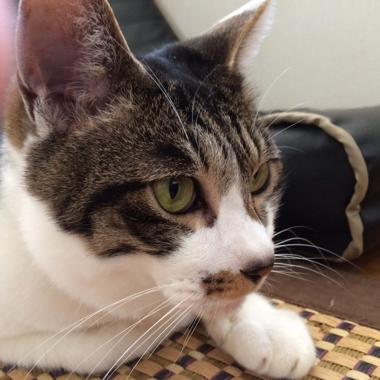 sharpedo117's profile picture. 