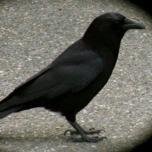 MirrorCrow Profile Picture