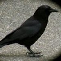 JEM (@mirrorcrow) 's Twitter Profile Photo