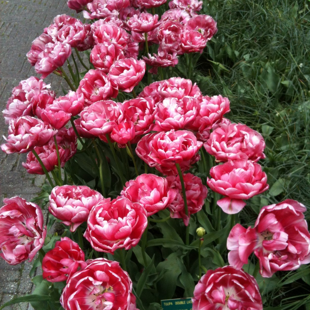 simosole2013's profile picture. 