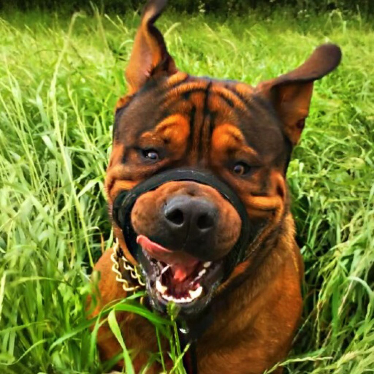 NickSkunx's profile picture. Been a tattooist for over 30 years ... still love every tattoo i do ... WEST HAM UNITED fan til i die !! COYI !!