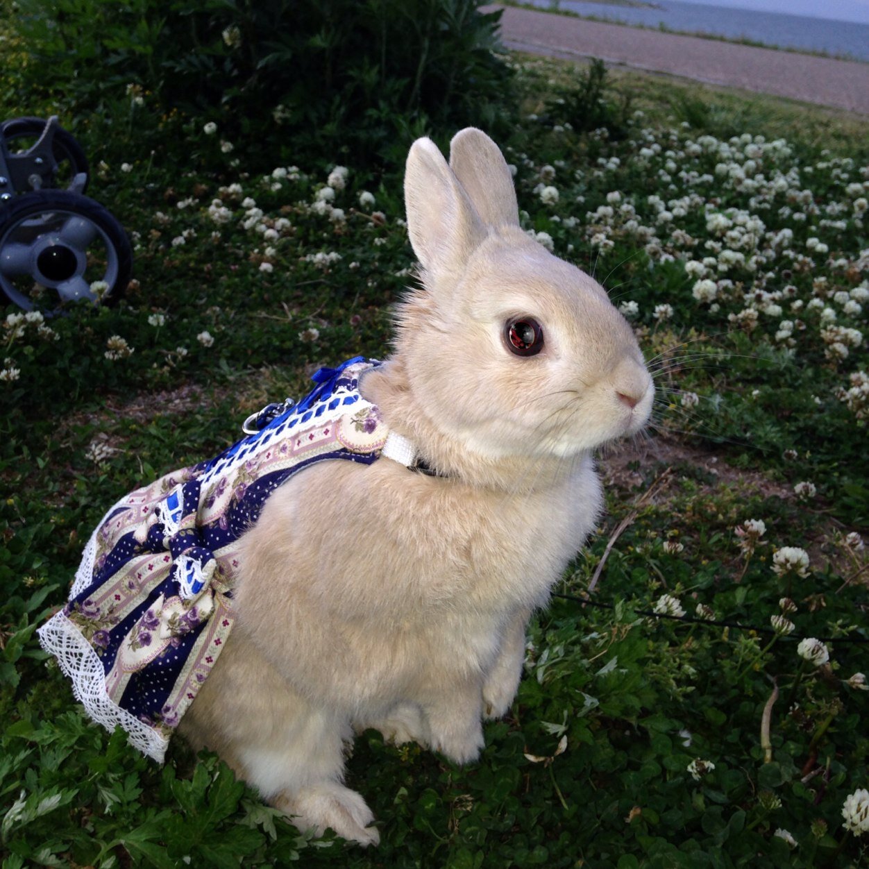 ミティ、2007年９月生まれ 2019年9月7日虹の橋へ🌈これからもずっと一緒 。 好きなもの🐇旅行🚙 美味しいもの🍽