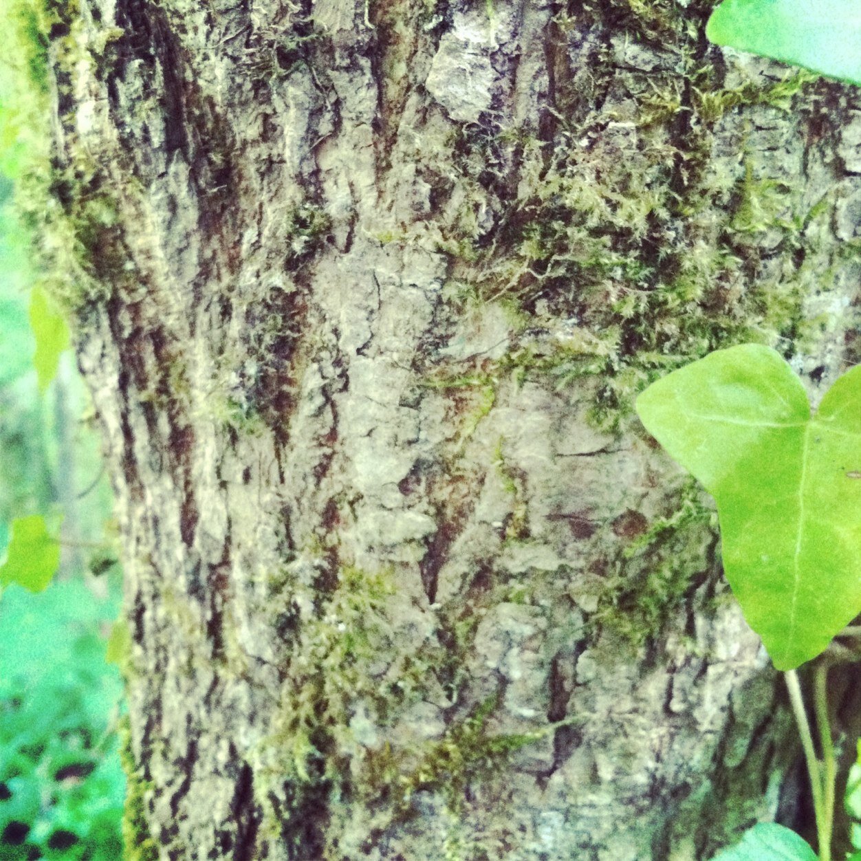 look for a face in the tree...